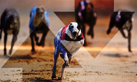 greyhound racing betfair